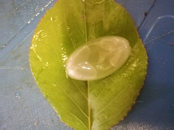 Lý giải 