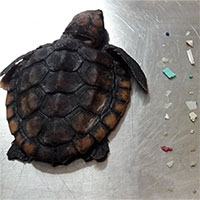 Rùa biển Florida chết sau khi nuốt hơn 100 mẩu nhựa