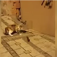 Chuột phản đòn khiến mèo hoảng sợ thối lui