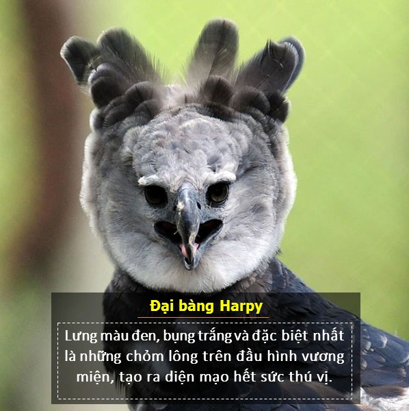 Đại bàng Harpy có lưng màu đen, bụng trắng