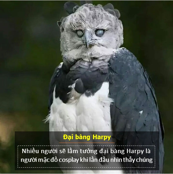 Loài chim này thực sự là một ngôi sao của mạng xã hội.