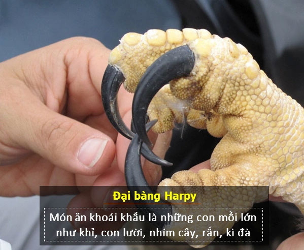 Móng vuốt của đại bàng Harpy