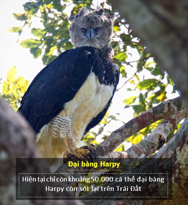 Hiện chỉ còn 50.000 con đại bàng Harpy trên thế giới