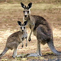 Kangaroo ăn xác đồng loại để lấy dưỡng chất