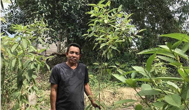 Một nông dân đứng cạnh cây Kratom trong vườn nhà.