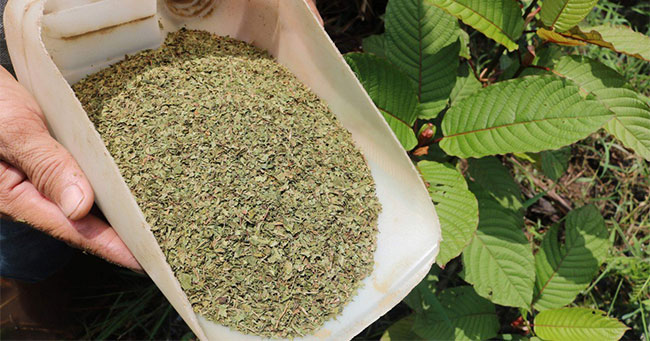 Lá Kratom khô sau khi xử lý.