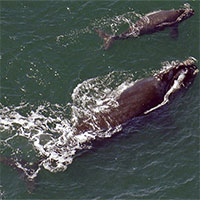 Cá voi mẹ hạ giọng, thì thầm với con để tránh bị thợ săn phát hiện