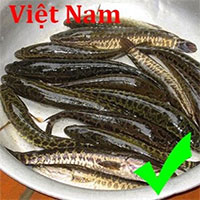 Cách phân biệt cá lóc Việt Nam và cá chuối Trung Quốc