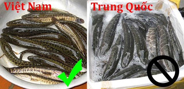 Cách phân biệt cá lóc Việt Nam và cá chuối Trung Quốc