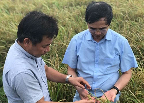 Chất quý từ gạo gây chết tế bào ung thư