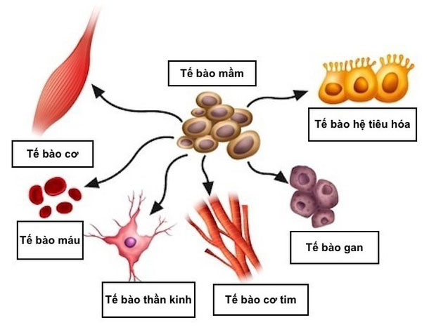 U quái: Loại u phát triển không theo quy luật nào, lại còn... mọc được cả răng lẫn tóc