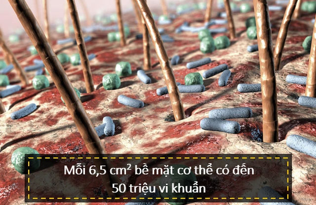Là cơ quan lớn nhất và là thứ giúp chúng ta tồn tại, lớp da có cấu tạo như thế nào?