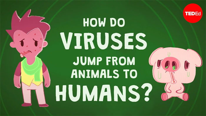Làm cách nào mà virus có thể nhảy từ động vật sang người?
