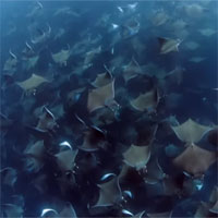 Hàng nghìn cá đuối quỷ tụ tập dưới mặt biển