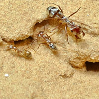 Loài kiến chạy nhanh nhất thế giới