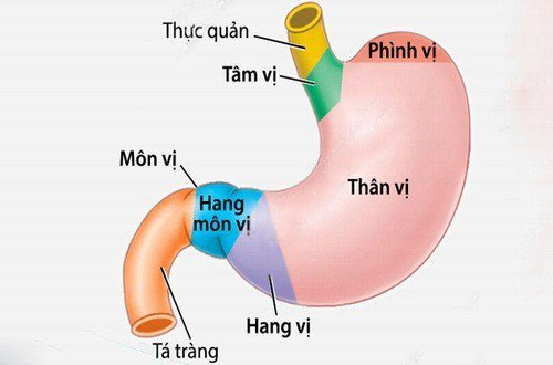 Viêm hang vị dạ dày: Nguyên nhân, triệu chứng và cách điều trị