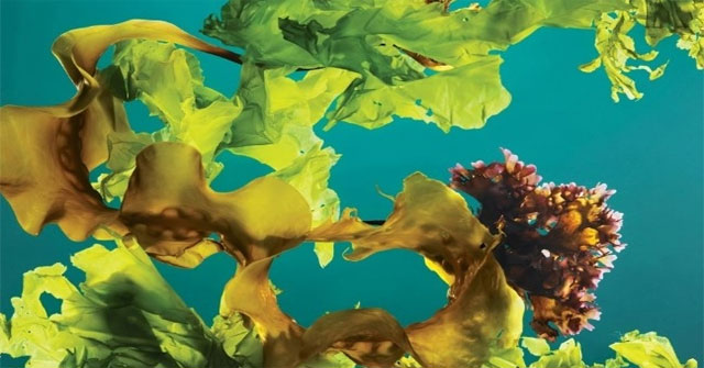Trồng rong biển thành rừng dưới đại dương có thể chống biến đổi khí hậu ...