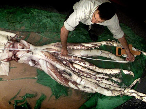 Mực khổng lồ - bí ẩn 150 năm mới có lời giải