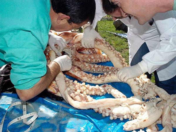 Mực khổng lồ - bí ẩn 150 năm mới có lời giải