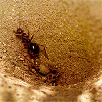 Loài côn trùng máu lạnh: Giăng bẫy cát, hút sạch thịt bên trong con mồi