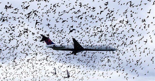 Vì sao máy bay sợ nhất va phải chim?