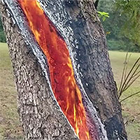 Lý giải hiện tượng cây gỗ rực cháy từ trong ra ngoài: Là sét đánh hay còn nguyên nhân nào nữa?