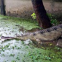 Cá sấu cực kỳ nguy cấp sinh sản sau hai năm ghép đôi