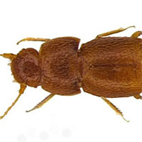 Một loài bọ hung được mang tên nhà hoạt động môi trường trẻ tuổi Greta