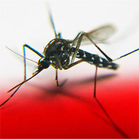 Cấy gene "tử thần" để tiêu diệt loài muỗi