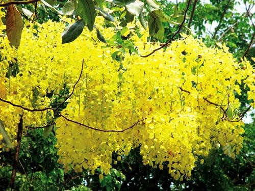Ý nghĩa quốc hoa của các nước trên thế giới