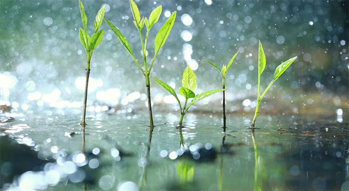 Thực vật biết… “hoảng loạn” khi trời mưa to