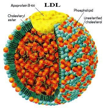 LDL - “cholesterol xấu”.