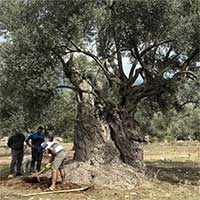 Cây olive 3.000 năm tuổi vẫn ra quả