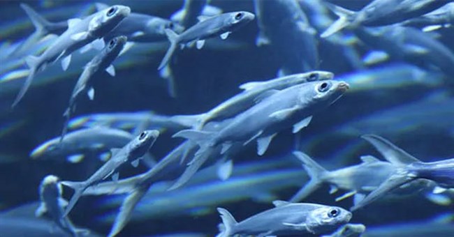 Hỏi khó: Cá có ngủ không?