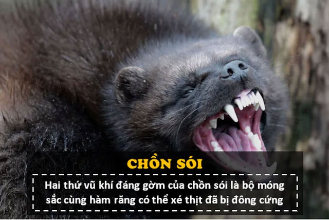 "Người sói" Phiên bản thật 100%: Cực kỳ hung hãn, thậm chí tấn công cả gấu Bắc Cực