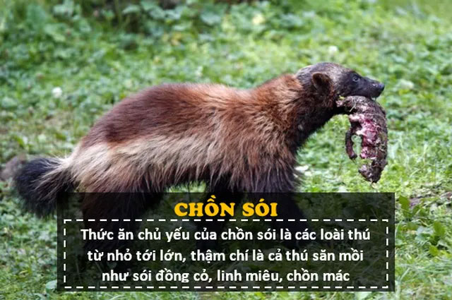 "Người sói" Phiên bản thật 100%: Cực kỳ hung hãn, thậm chí tấn công cả gấu Bắc Cực