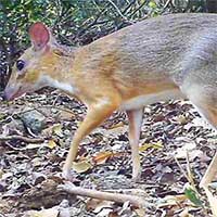 Loài vật nửa hươu nửa chuột lần đầu tái xuất sau 30 năm tại Việt Nam