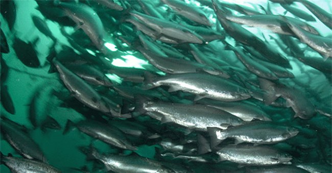 Cá nước mặn có sống được trong nước ngọt được không?