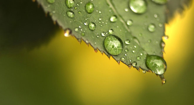 Loại lá nhân tạo này có thể biến CO2 thành nhiên liệu.