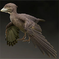 Loài chim nguyên thủy cùng thời khủng long