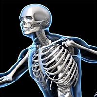 13 điều lý thú về bộ xương người