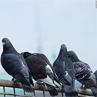 Phát hiện đáng sợ: Ngón chân chim bồ câu biến dạng ở đô thị
