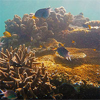 Rạn san hô lớn nhất thế giới vào mùa sinh sản