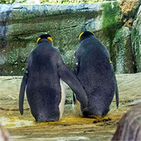 Bất ngờ với cặp đôi chim cánh cụt đồng tính... ấp trứng