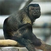 Khỉ mặt người ở Trung Quốc 19 năm không tìm được bạn đời