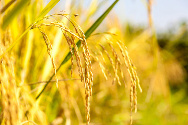 Bangladesh sắp trở thành quốc gia đầu tiên cho phép trồng gạo vàng biến đổi gene