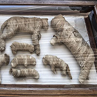 Ai Cập công bố 5 xác ướp sư tử non 2.600 năm tuổi