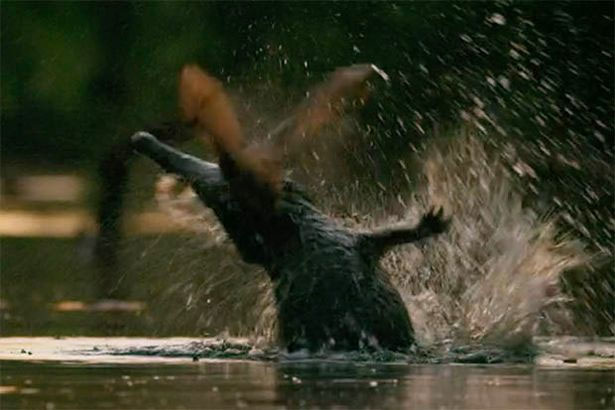 Con cá sấu nhảy lên đớp đàn rơi đang bay gần mặt sông.