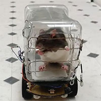 Các nhà nghiên cứu tự chế chiếc ô tô tí hon để dạy loài chuột lái xe