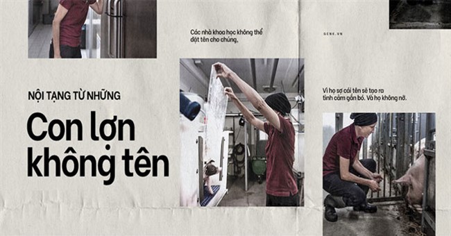 Nội tạng từ những con lợn không tên sẽ cứu sống hàng ngàn bệnh nhân tuyệt vọng